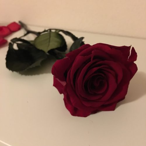 Liefde en romantiek met rozen