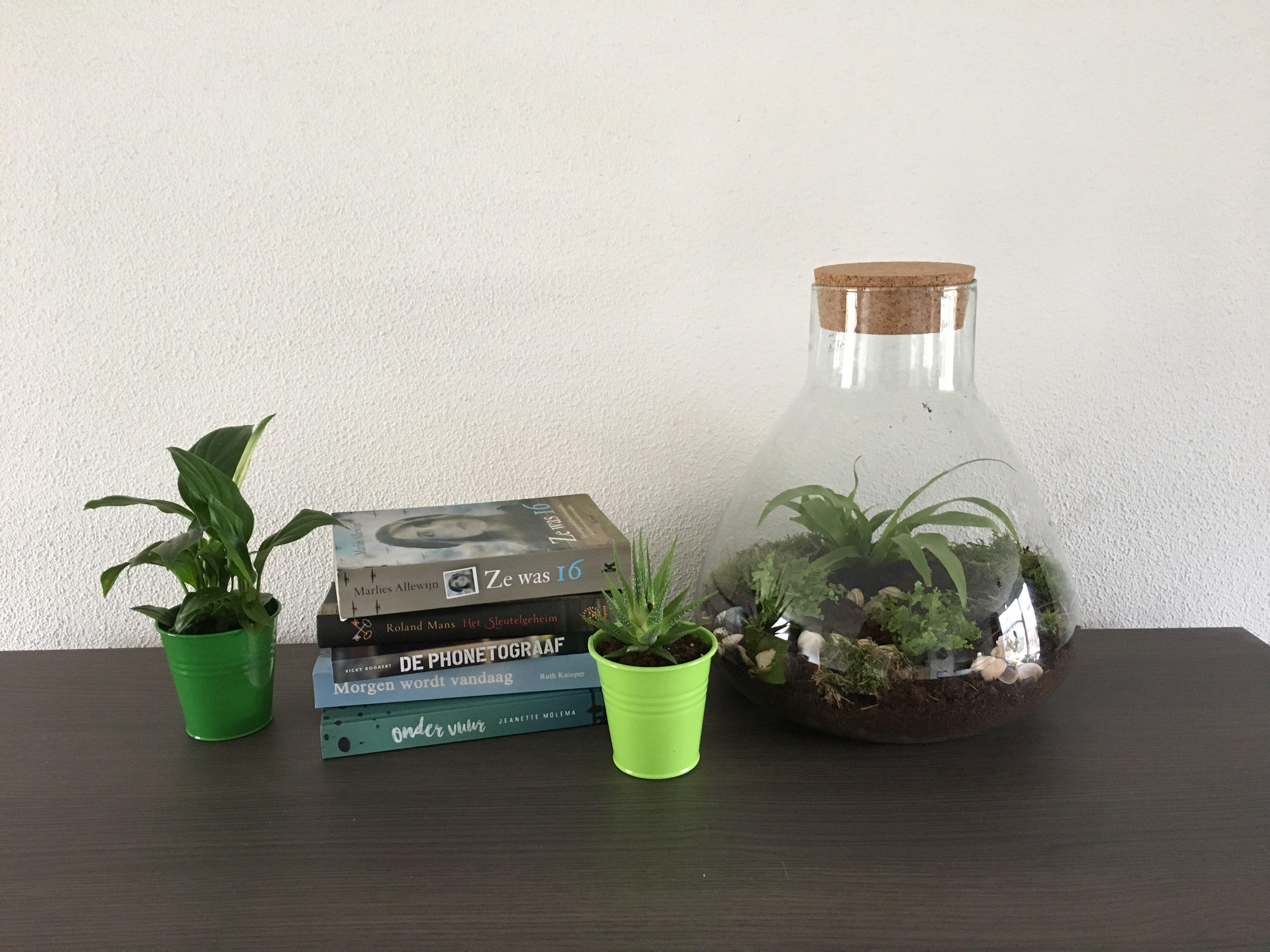 verlies Maria Matron DIY 'planten terrarium'- maak je eigen mini ecosysteem. - Thuisleven.com