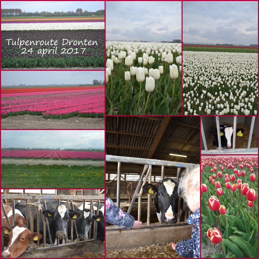 Budget uitje- De langste Tulpenautoroute in Flevoland