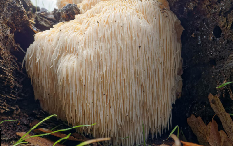 Lion's Mane medicinale paddenstoel