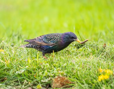 3 tips voor een vogelvriendelijke tuin