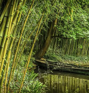 Bamboe als milieuvriendelijk bestanddeel voor toiletpapier.