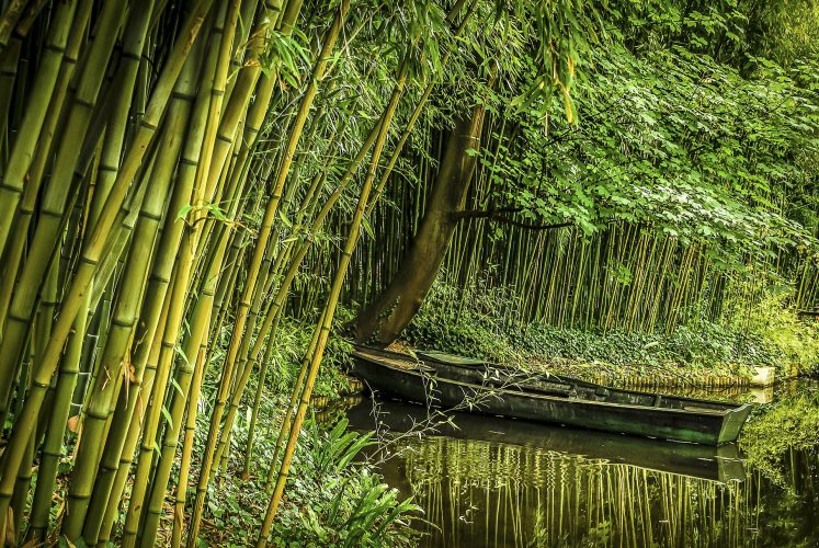 Bamboe als milieuvriendelijk bestanddeel voor toiletpapier.