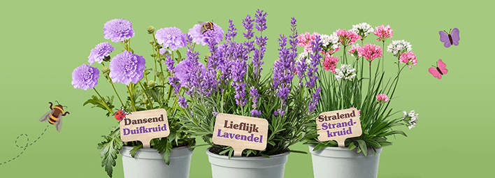 Spaar nu voor een Lavendel, Duifkruid of Strandkruid plant.
